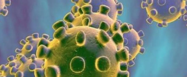 研究表明免疫细胞如何牺牲自己来帮助抵抗感染