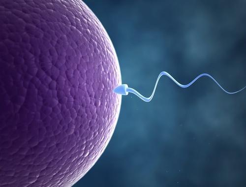 研究发现新蛋白质对男性生育至关重要