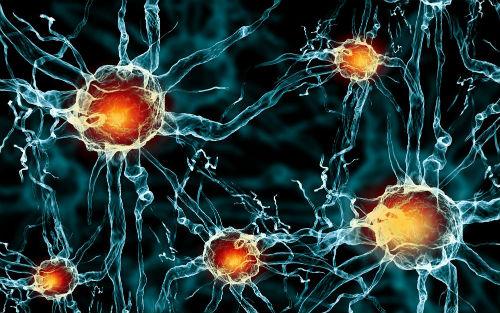 研究人员发现神经干细胞控制自己的命运
