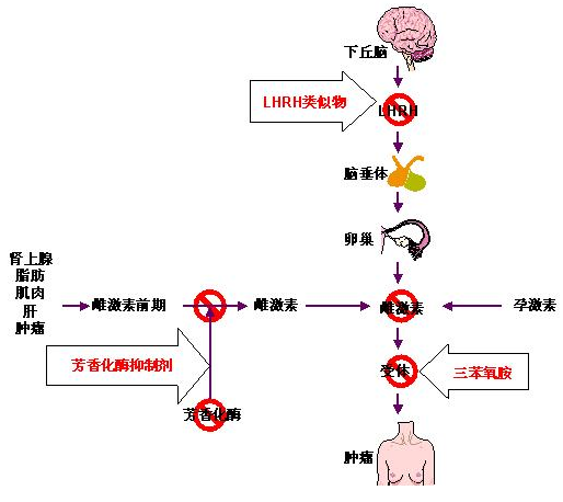 证据是否支持BRCA1 2和其他针对乳腺癌患者的基因检测