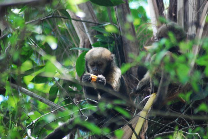 偷猎影响巴西生物保护区濒危卷尾猴的行为
