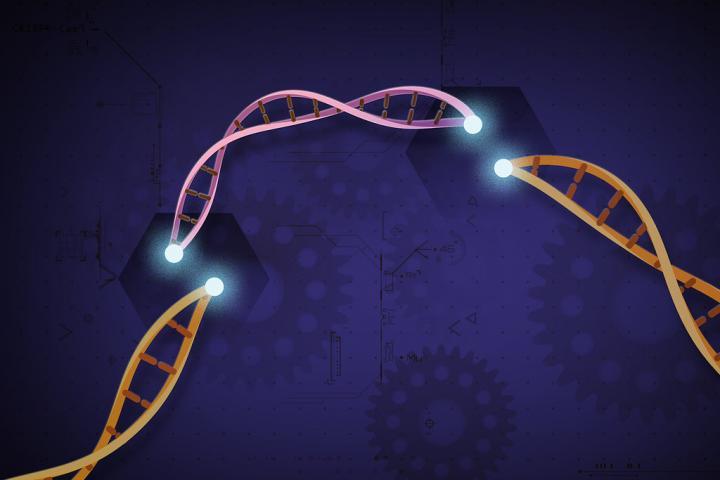 UMD推出新的CRISPR 3.0系统用于高效植物基因激活