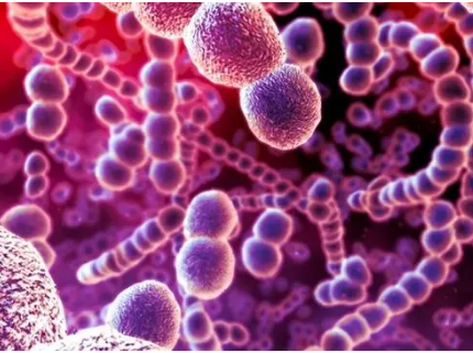 链球菌坚持死亡肺细胞 加重流感后继发感染