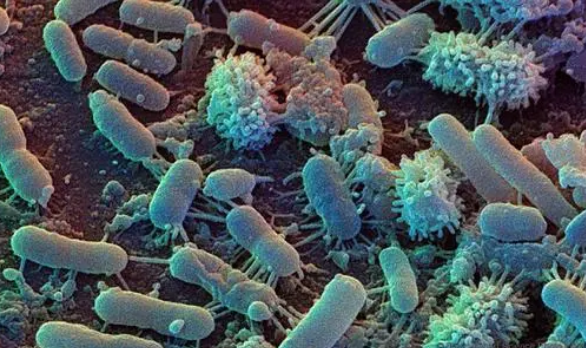 结缔组织蛋白如何对抗细菌感染