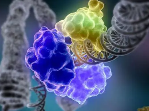 UofL研究人员呼吁增加免疫基因组学的遗传多样性
