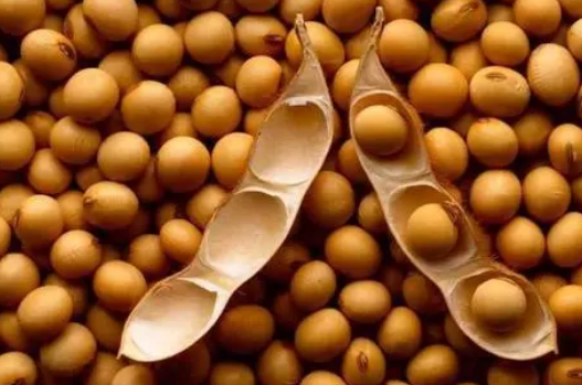 研究人员指出非洲大豆面临的独特增长挑战