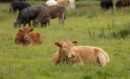 牛体内发现抗生素耐药菌