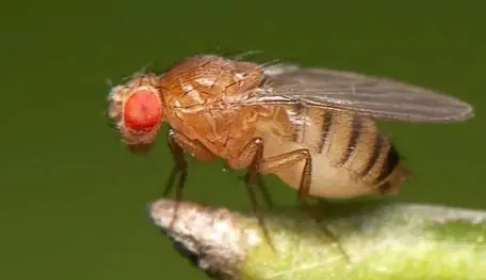 研究表明铃木果蝇在交配后只产生雄性