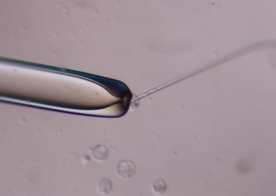 科学家发布了创建小鼠 人类嵌合胚胎的操作指南