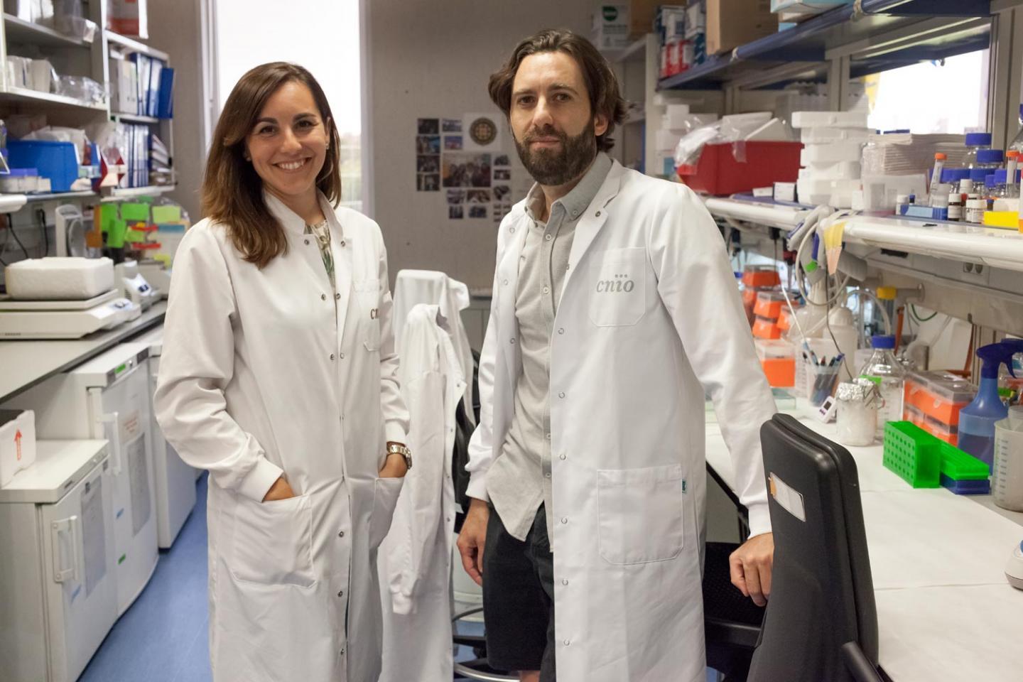 CNIO研究人员发现治疗滤泡性淋巴瘤的新途径