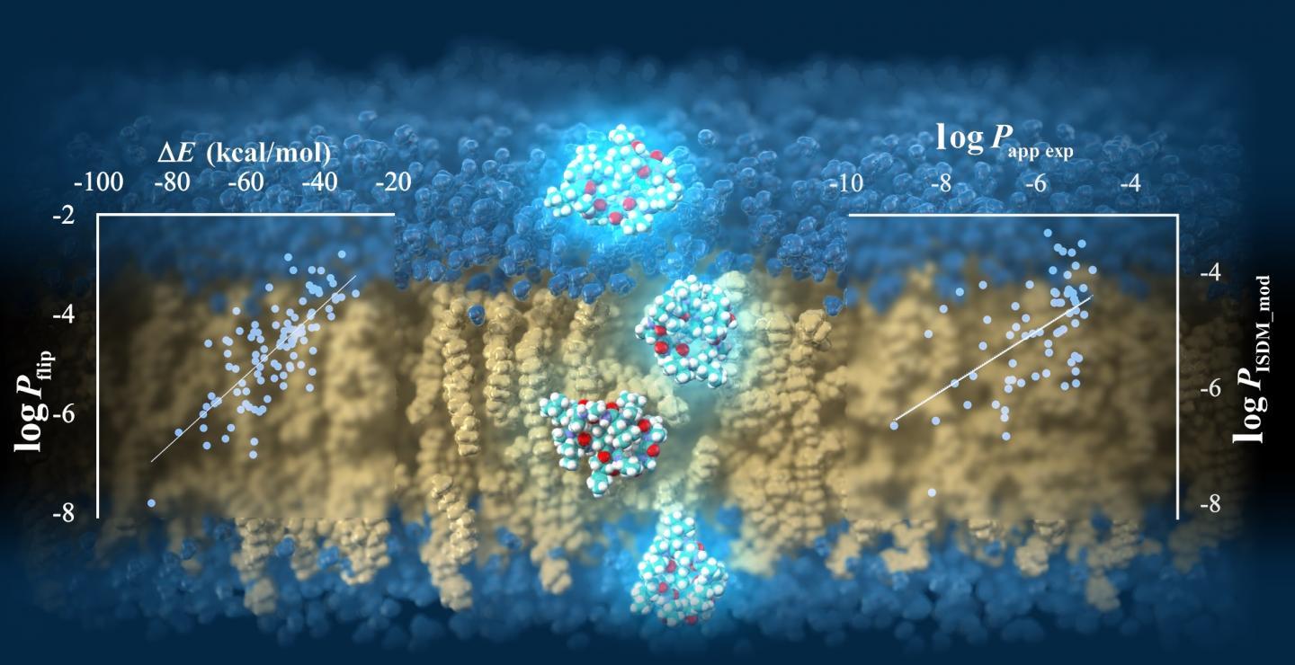 TSUBAME超级计算机预测环肽的细胞膜渗透性