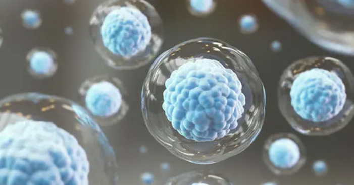 来自小鼠多能干细胞的卵巢卵泡产生有活力的卵母细胞