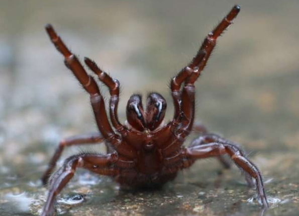 澳大利亚科学家发现蜘蛛毒液具有拯救生命的潜力