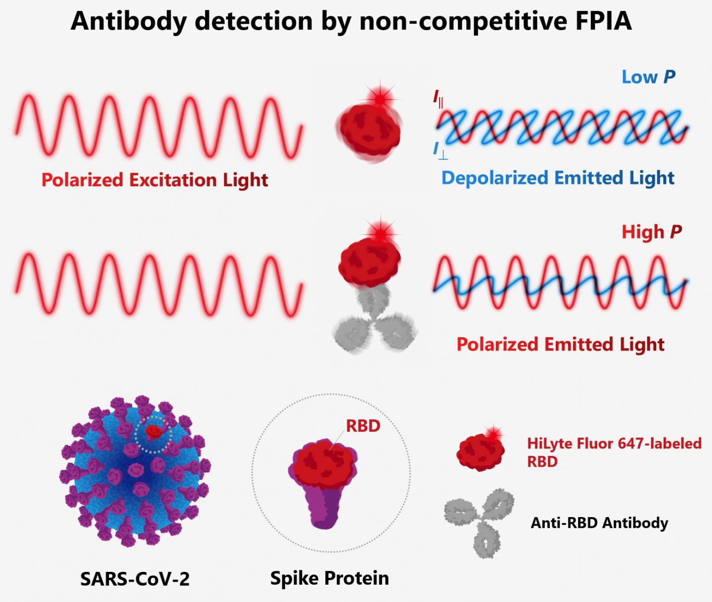 一种快速量化针对SARS-CoV-2的抗体的方法