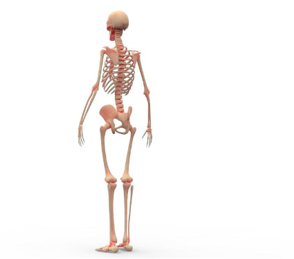 研究揭示了身体负荷如何刺激骨骼生长的关键机制
