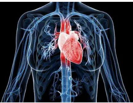 研究提供了关于心脏中电脉冲如何在细胞间传播的最新信息