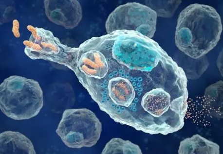 RUDN大学生物学家发现巨噬细胞对炎症的反应方式