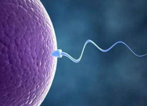 计算机模拟模型确定精子在生殖道中成功转运的关键因素
