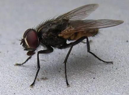 研究人员对苍蝇的研究可能是节育的福音