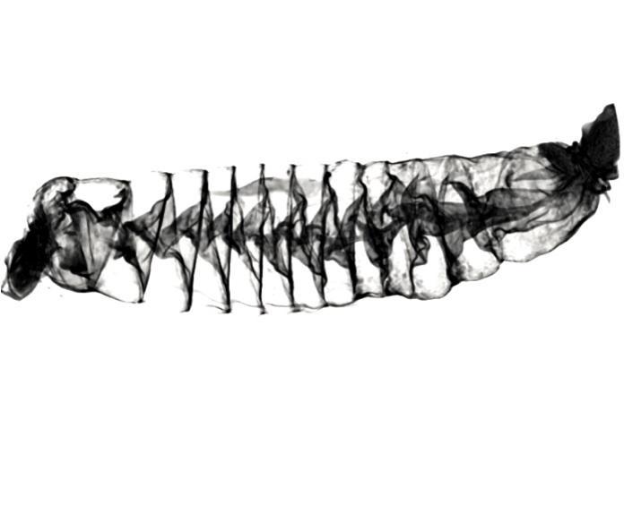 鲨鱼肠的新3D图像显示它们的功能类似于尼古拉特斯拉的阀门