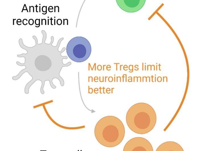 研究发现释放Treg细胞可能导致多发性硬化症的治疗