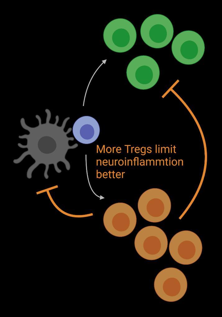 UCI领导的研究发现释放Treg细胞可能导致多发性硬化症的治疗