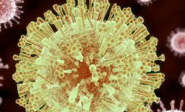 研究驳斥登革热会增加与寨卡病毒相关的小头畸形风险的怀疑