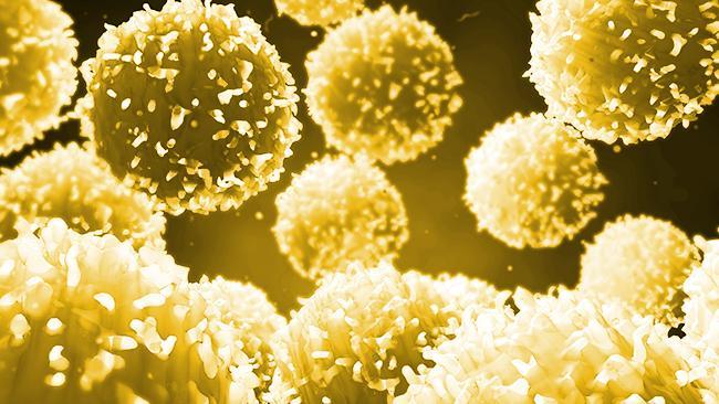 利用维生素 C和TET蛋白的联合力量可能会让科学家在治疗自身免疫性疾病方面有优势