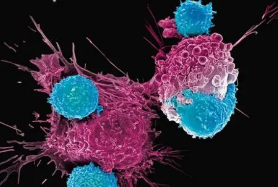 维生素 C和TET蛋白可以协同工作 赋予调节性T细胞拯救生命的力量