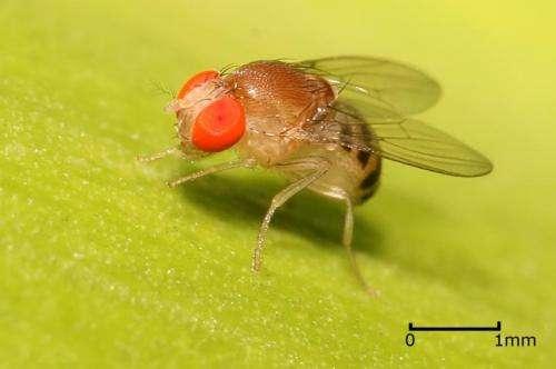 恒达登录注册果蝇研究揭示味觉神经元的功能