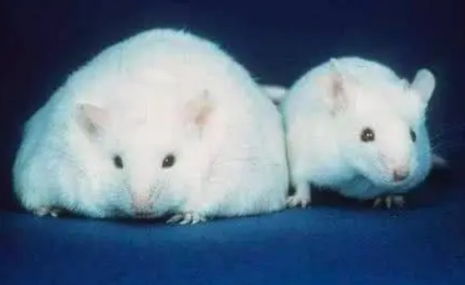 研究人员发现调节小鼠脂肪燃烧的分子开关