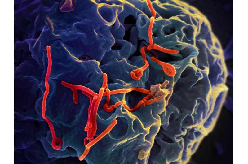 研究人员鉴定出削弱埃博拉病毒感染的宿主蛋白