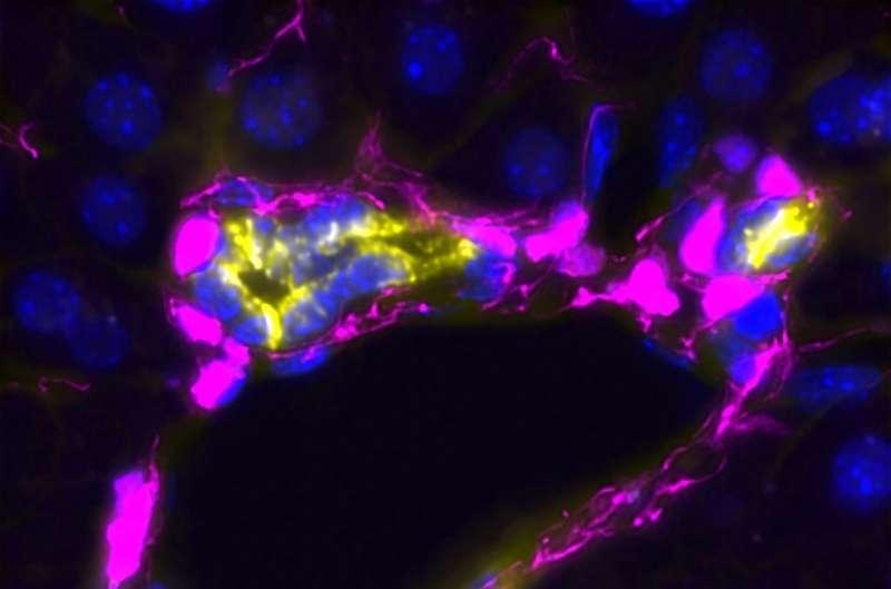 研究人员确定通过触摸调节肝脏再生的细胞类型