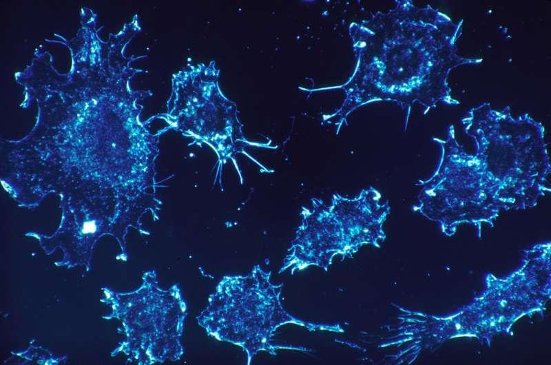 更完整的肺鳞状细胞癌分子图出现了
