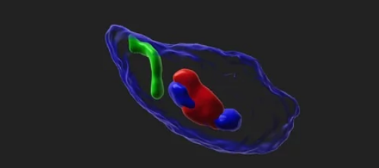 精子中的染色体定位可视化