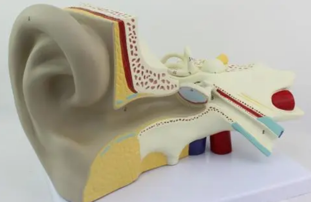 研究人员探索内耳的潜在再生潜能