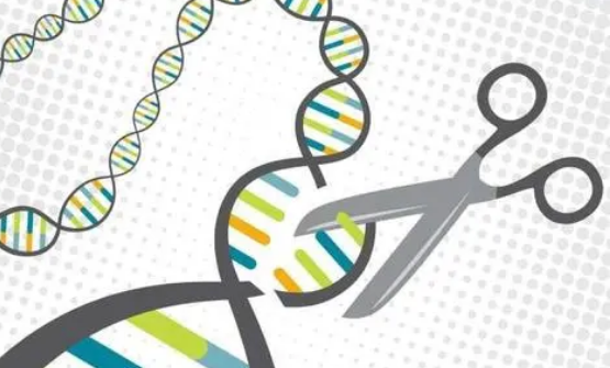 新的CRISPR技术可纠正人类干细胞中的囊性纤维化