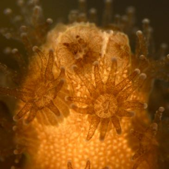 科学家首次在珊瑚和海葵中发现活的免疫细胞