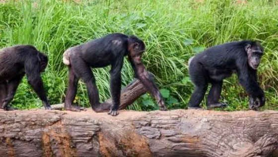 研究表明在雄性之间建立联系可以为黑猩猩带来更多后代