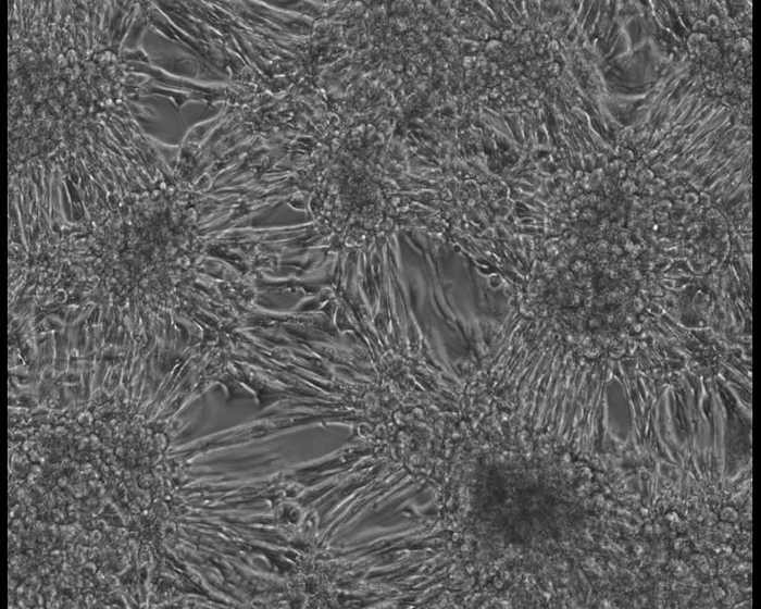 新研究可能帮助科学家在实验室中培育出更复杂和成熟的心脏组织