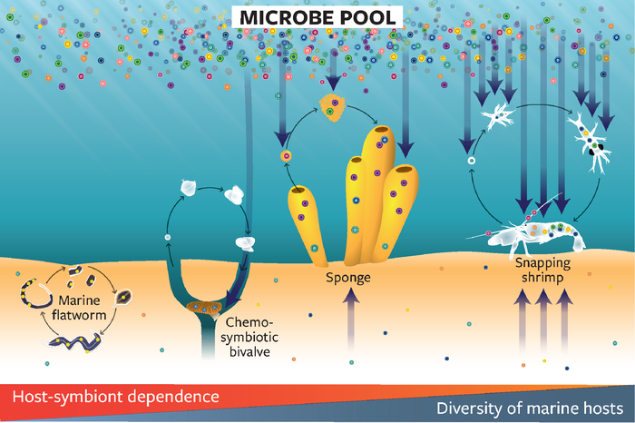 微生物在宿主对环境变化的反应中的作用取决于它们的主要传播方式