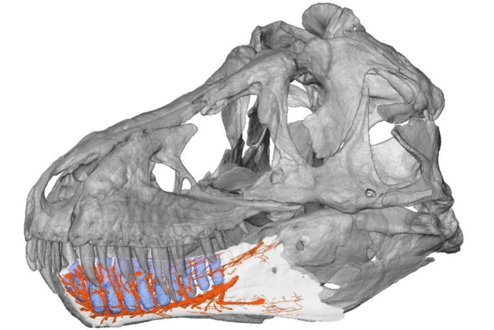 新的数字研究发现霸王龙的下巴有传感器 使其成为更可怕的捕食者