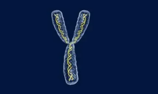 男性Y染色体促进体型性别差异的进化