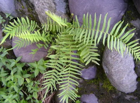 研究人员观察早期陆生植物中心粒的内部运作