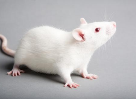 研究人员确定了激发小鼠交配的大脑回路