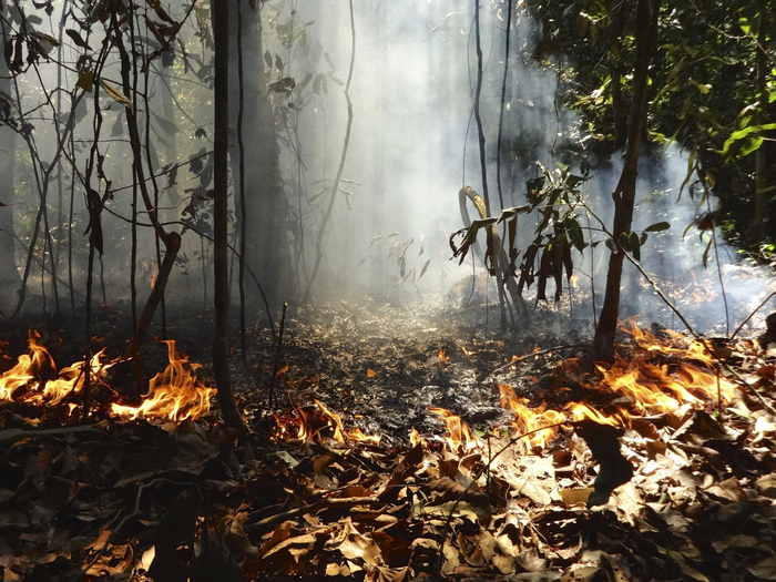 研究表明森林砍伐和森林燃烧对亚马逊生物多样性的影响