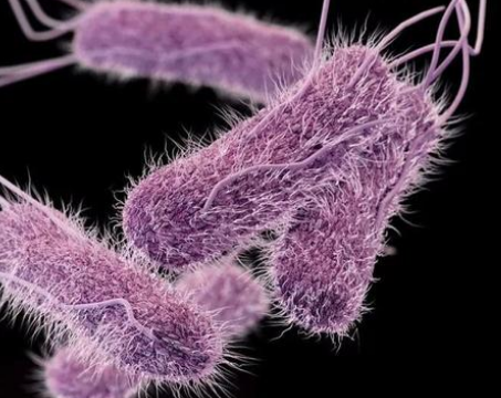 研究人员对可以使家禽生病的耐药肠炎沙门氏菌菌株的基因组进行测序
