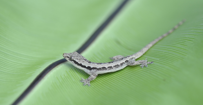 科学家发现蜥蜴多功能尾巴的另一种用途