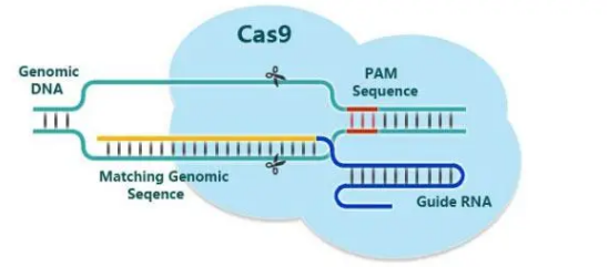 研究人员开发了工程化的迷你CRISPR基因组编辑系统