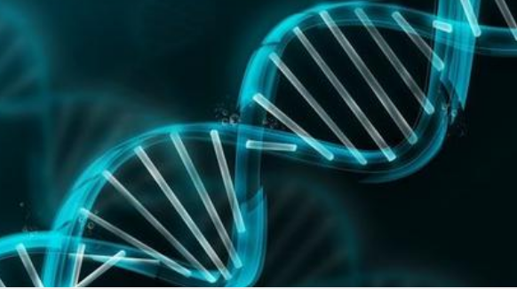 研究为关键转录因子如何管理对 DNA 的访问提供了证据